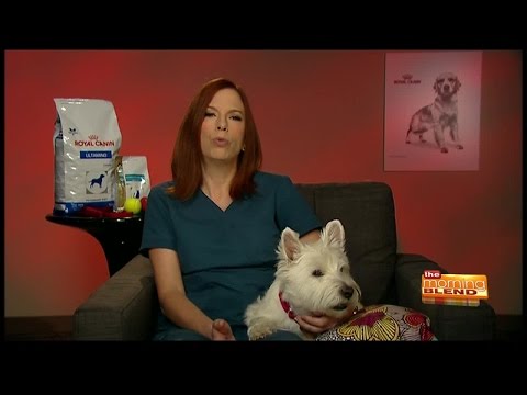 Video: Šokujúce pravdy o kŕmení svojho psa tabuľky škrabky