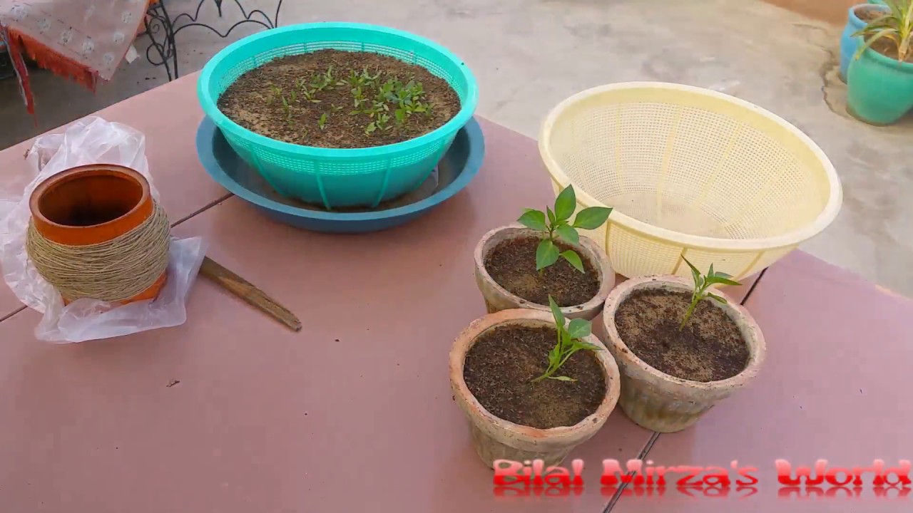 50 How To Protect Plants & Seedlings From Birds And Pets Nov.2016