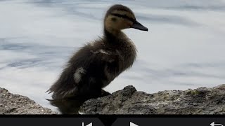 Cute Ducklings and more Golden Gate Park #sanfrancisco #birds #nature #duckling #coot #grebe #ducks