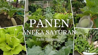 PANEN ANEKA SAYURAN DI KEBUN BALKON.#berkebundirumah#gardening