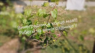 Виноград  в Беларуси в конце мая.      Развитие виноградника на конец мая!