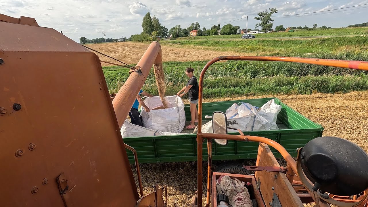 OSTATNIE MOMENTY ŻNIW - RYK BIZONA - NAJLEPIEJ PLONUJĄCA PSZENICA |AgroLovers