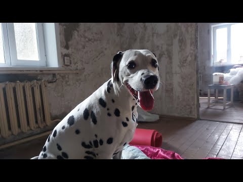 Купили дом в деревне. А наша собака не хочет заходить в дом.