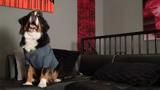 Gravity Paws - Countdown