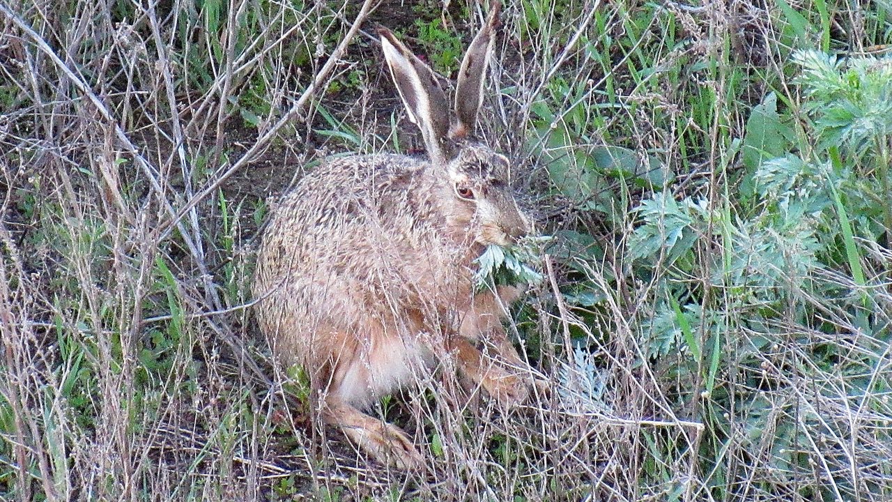 Заєць русак (UA), Wild hare (EN), Заяц русак (RU)