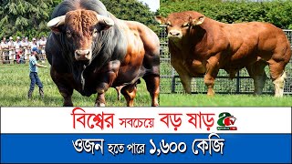 ব্রাহমান ষাড়! গরু নয়, যেন সফলতা! | Brahman Bull: Not Just a Cow, A Wealth Machine!@agriculturetv​