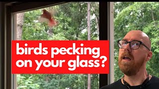 Famous How to Keep Birds from Pecking on Windows - Red Tanager Wealth