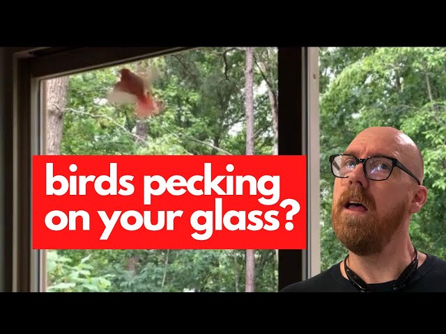 Pecking Windows Finch Keeps Tapping At Window