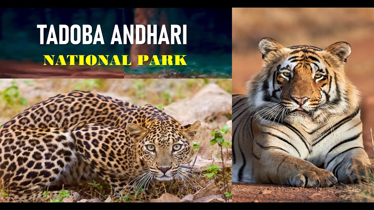 🐅 Tadoba Andhari National Park Wildlife Safari 🌿 | Tigers, Leopards & Hidden Predators 🐾