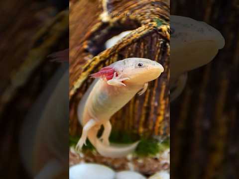 The Axolotl: The