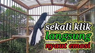 Download Lagu terapi pagi dijamin ampuh bikin kacer bahan cepat bunyi dan gacor bikin nyaut semua jenis kacer MP3