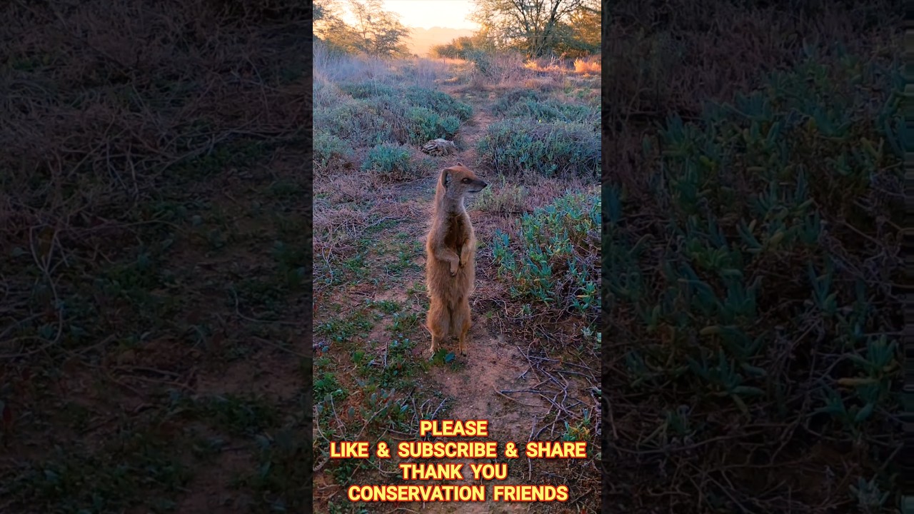 EXTREMELY CLOSE UP MONGOOSE - WILD MONGOOSE RUNNING ☆ ADOPT MONGOOSES FROM THE TSEBOKOLODI FAMILY