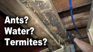 Replacing Rotted Sill Plate | Header Over Bulkhead Opening | Water, Ant and Termite Damage