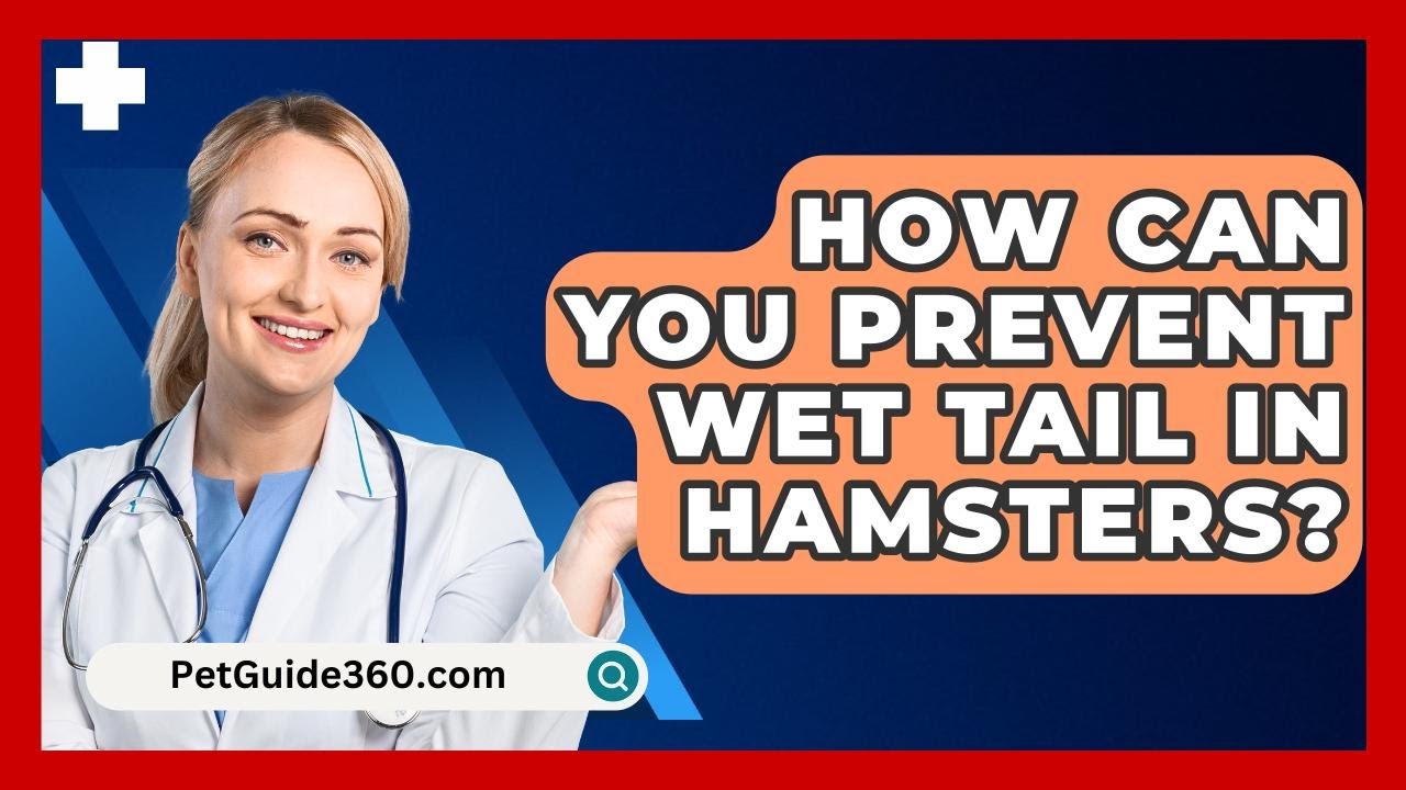How Can You Prevent Wet Tail In Hamsters? - PetGuide360.com