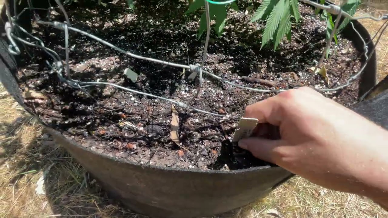 2022 outdoor weed grow