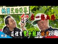 【艾草拼經濟】艾草全身是寶  內服外用皆行 社區逆轉勝明星 無毒有機養生村  老人一起拼經濟 【在台灣的故事節目精選】Wormwood