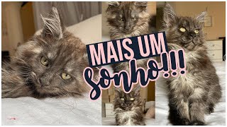 Realizando um sonho: Agora eu tenho um Maine Coon!