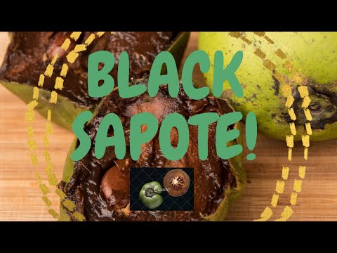 Black Sapote Fruit And Health Benefits