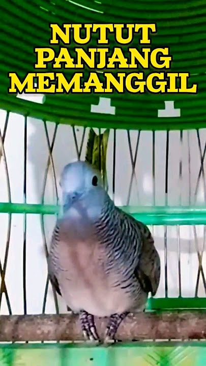 Perkutut Lokal Nutut Panjang ‼️