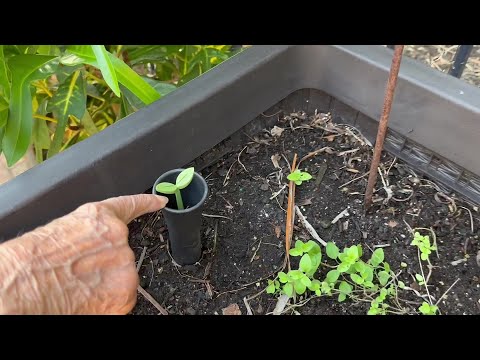 Keter Easy Grow
