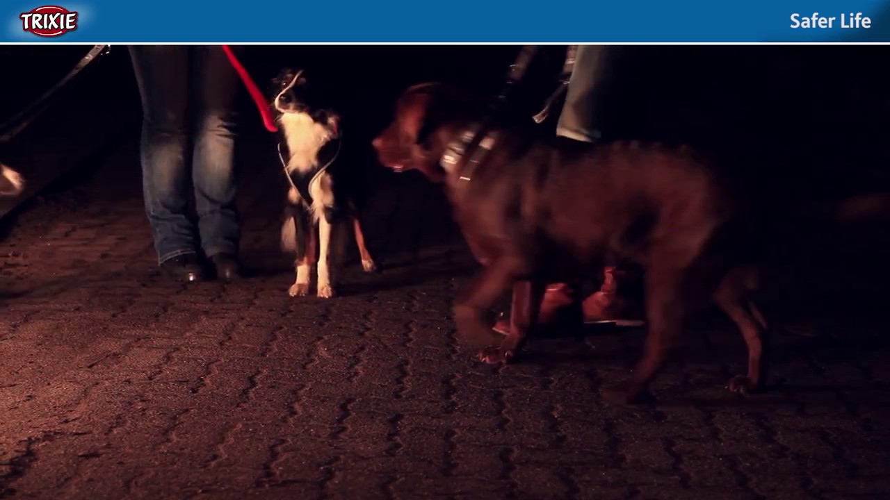 trixie safer life