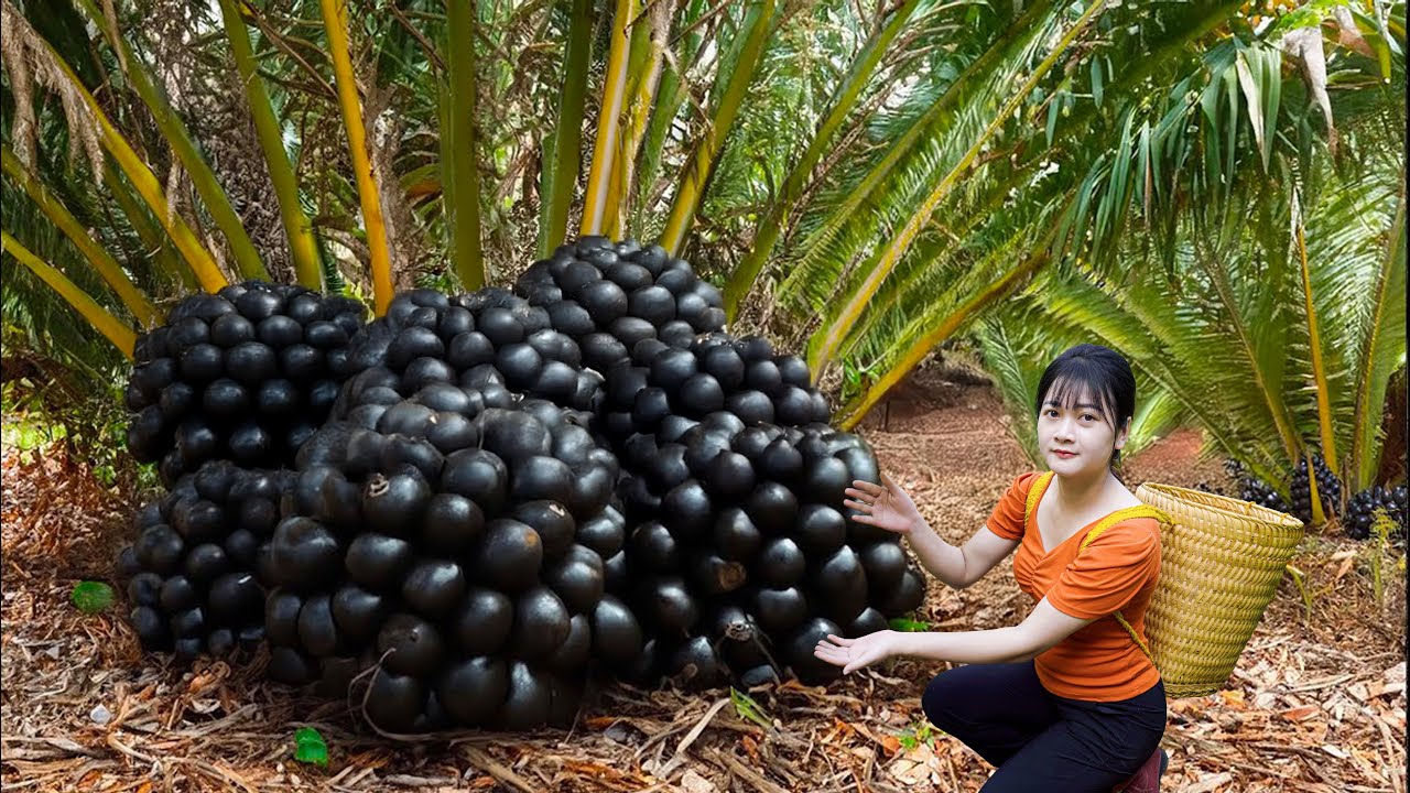 Ly Trieu Ca: Harvesting sweet giant sugar palms – How to traditional tropical street food in village