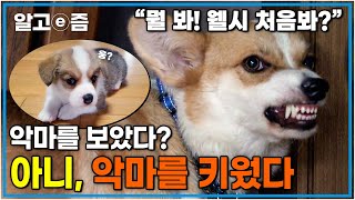 “어릴적 이쁜 모습은 어디갔는지…”성견이 되고선 이 반려견…야수가 되었다. 그 이유는?┃세상에 나쁜 개는 없다┃알고e즘