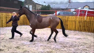 Helen Mathews - Equine Biomechanics Video