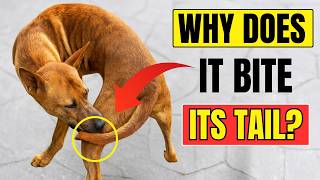 Why Dogs Chase Their Tails (And When You Should Worry)
