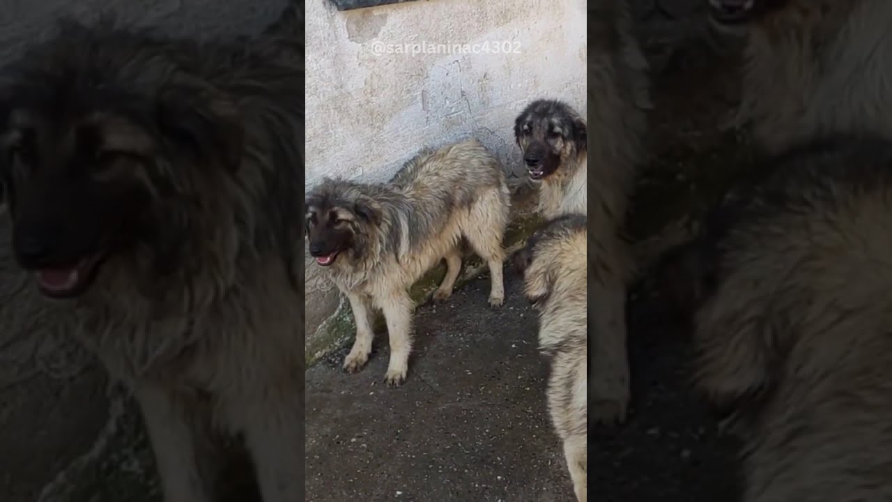 Dog Rough Play Until the Young Female Draws the Line #dogplaying