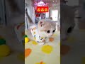 cute&amp;funny cat#shorts