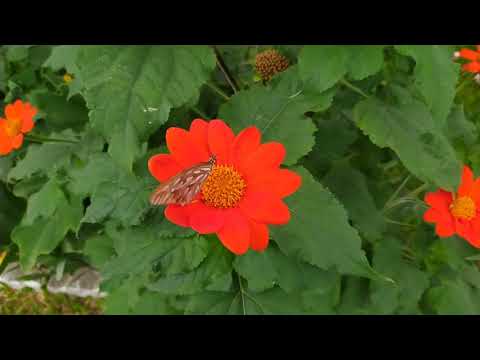 Vídeo: Cuidados com Girassol Mexicano - Informações Sobre Tithonia Plantas Mexicanas de Girassol