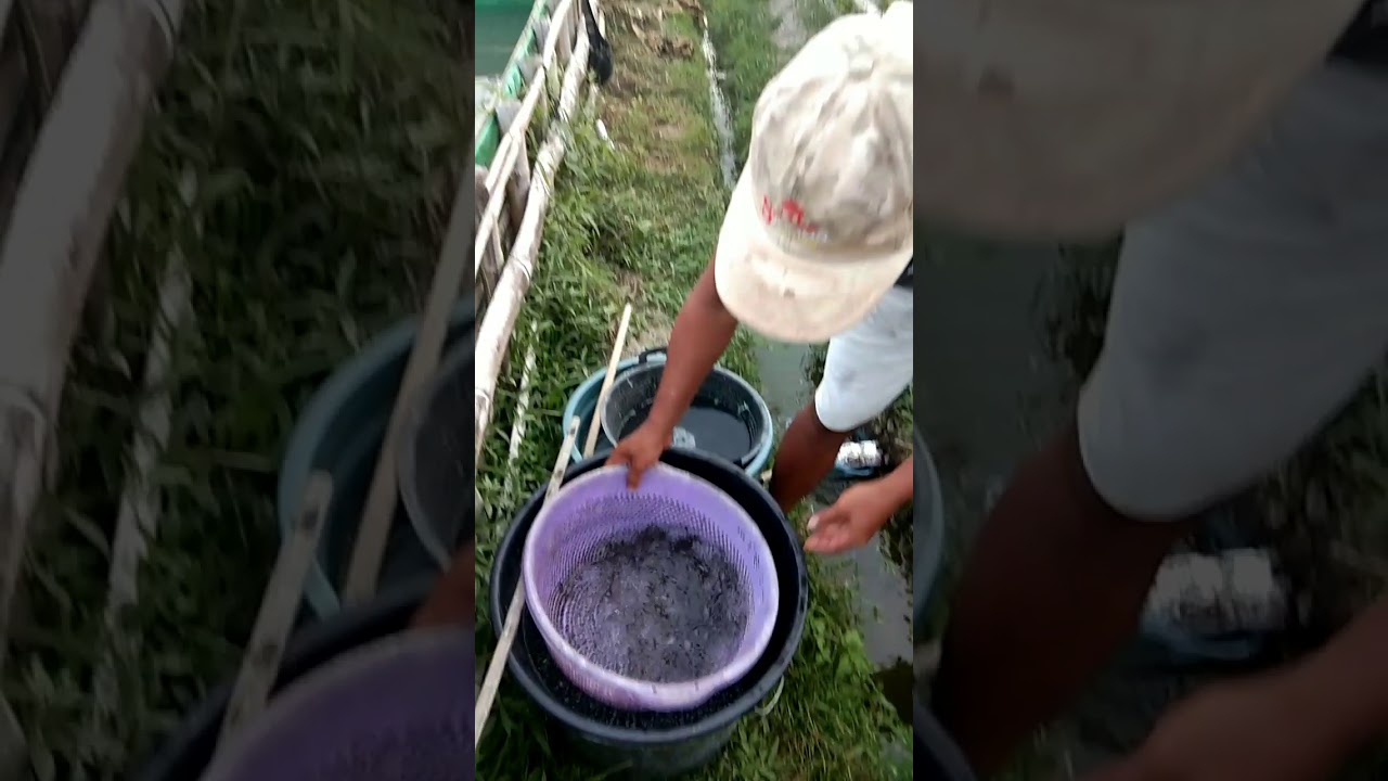 Budidaya ikan lele badung bali 