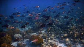 Isla de San Andrés | Música Orquestal para un Increíble Lugar