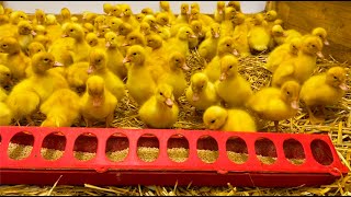 How to feed 100 little ducklings