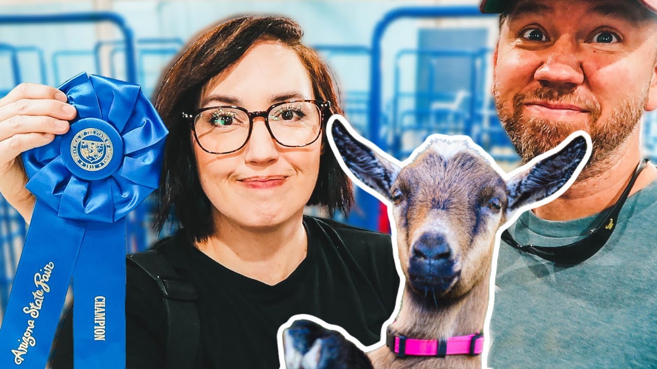We WON Grand Champion! 🏆 (Arizona State Fair ~ Dairy Goat show)