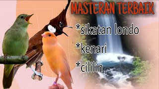 Masteran Sikatan Londo, Cililin & Kenari || Suara jernih