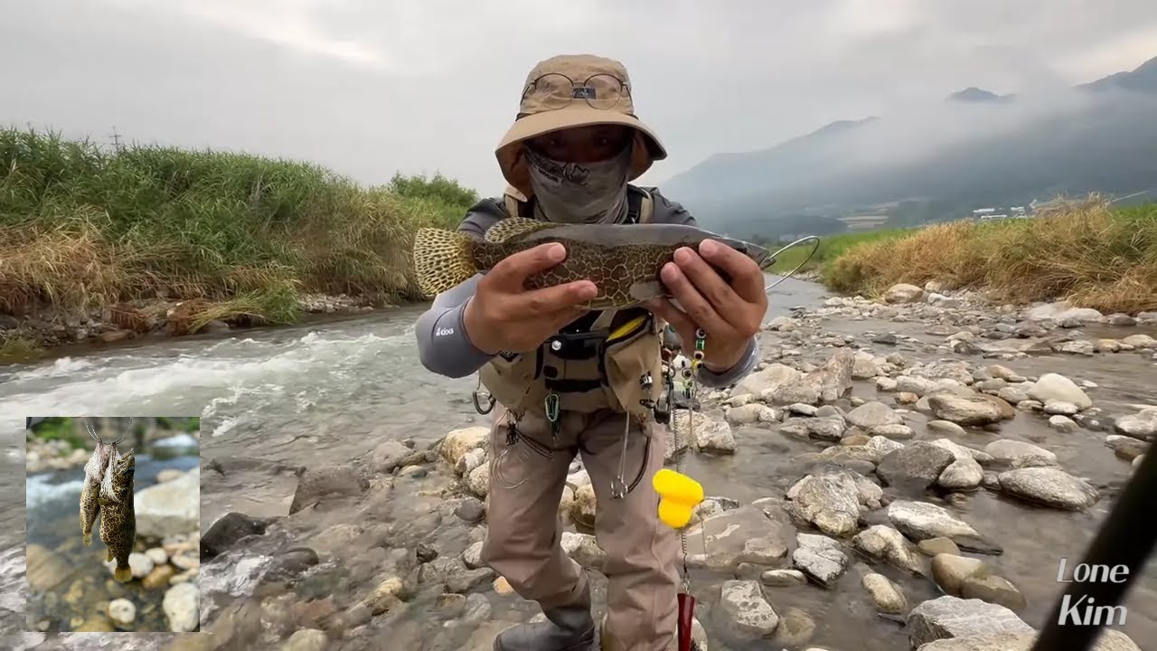 인제 서호교 아래 쏘가리 낚시 7월 31일