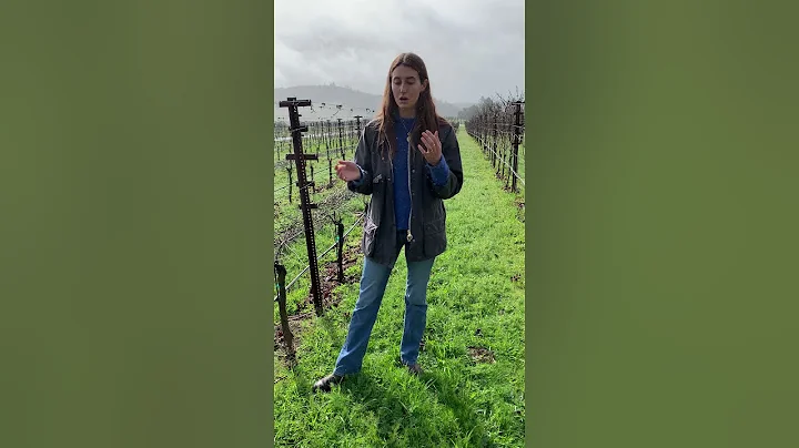 Vineyard Tour With Catherine Kistler from Occidental Wines in Sonoma California