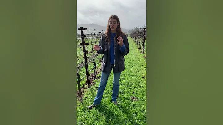 Vineyard Tour With Catherine Kistler from Occident...