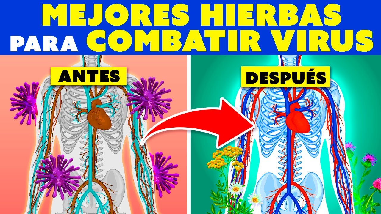 10 Hierbas Para Reforzar Tu Sistema Inmune y Combatir Virus - YouTube