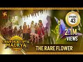 Chandragupta Maurya Episode 43 The Rare Flower च द रग प त म र य Swastik Productions 