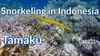 Tamaku - Snorkeling in Indonesia