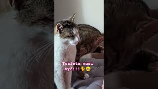 śmiesznekoty#śmiesznezwierzęta#funnyanimalsvideo #zwierzaki #kitten #cute #relaxshorts