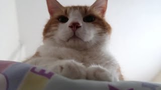 Cat Meows At The End Of The Bed