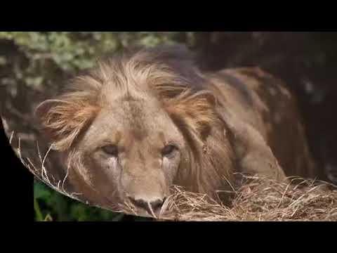 አንች ውድ ሃገሬ ተራራሽ አየሩ ልምላሜሽ ያምራል በየሽንተረሩ ያበቦችሽ ሽታ የጽዋት ሽማማር የወፎችሽ ዜማ አርስንቱን ላንሻ ሃገሬ እማማ