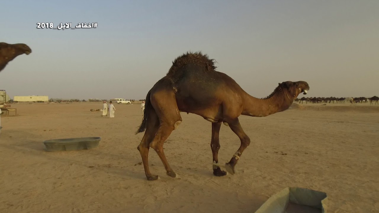 اخفاف الابل   عزبة حمد ال زويمل الودعاني