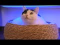 1 Hour of Deep Cat Purring for Sleep & Anxiety Relief 🐾