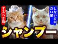 「シャンプーをするべき猫」と「絶対しない方が良い猫」プロが徹底解説します!