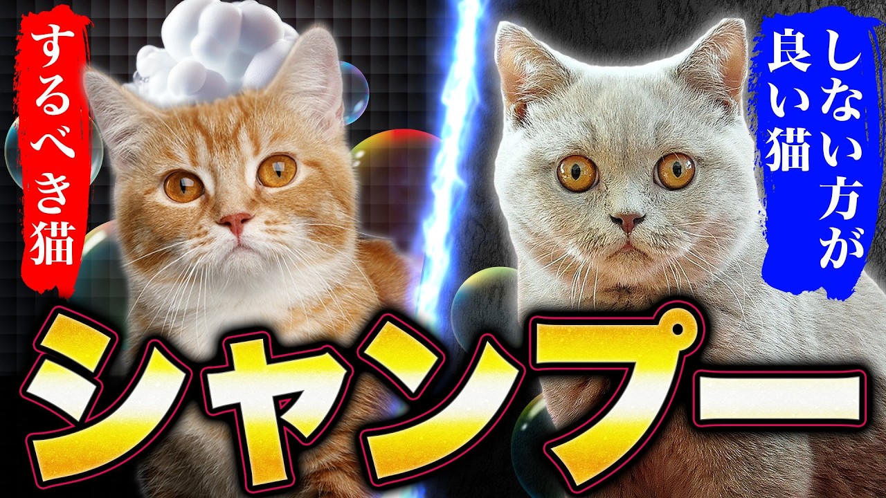 「シャンプーをするべき猫」と「絶対しない方が良い猫」プロが徹底解説します！